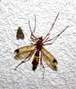 Ctenophora ornata